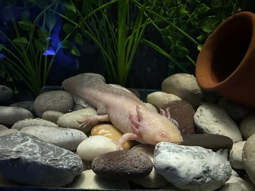 Ambystoma mexicanum