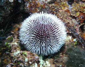 Erizo blanco rodeado de arrecife | Aquarium Cancún