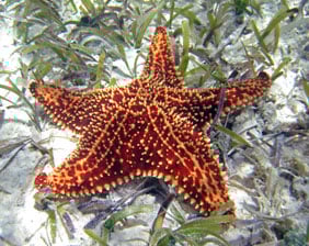 especies-marinas-estrella-de-mar-aquarium