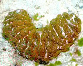 especies-marinas-pepino-aquarium