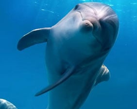 Delfín nadando | Aquarium Cancún