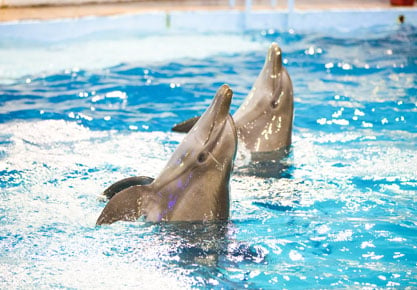 Delfines nadando en el Show de Delfines | Aquarium Cancún