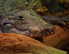 Cocodrilo mexicano descansando| Aquarium Cancún