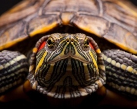 Tortuga de orejas rojas estática | Aquarium Cancún