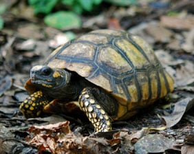 especies-marinas-tortuga-terrestre-aquarium