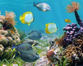 Niños alimentando peces - Aquarium Cancún