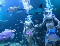 aquarium-cancun-sea-trek-tickets.jpg