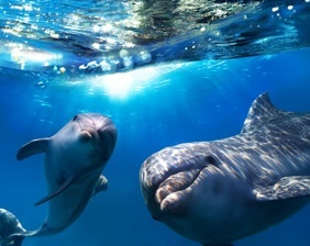 Dolphins having fun | Scholar Visits | Aquarium Cancún
