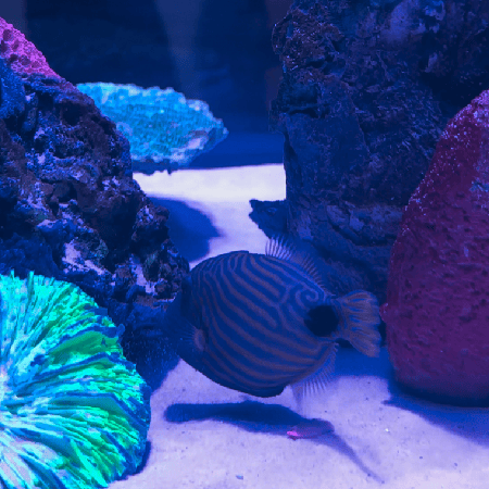 Balistapus undulatus