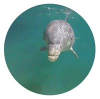 nuestros-delfines-delphinus