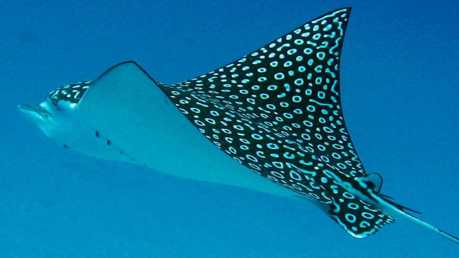 Raya Águileña (Aetobatus narinari) (1)