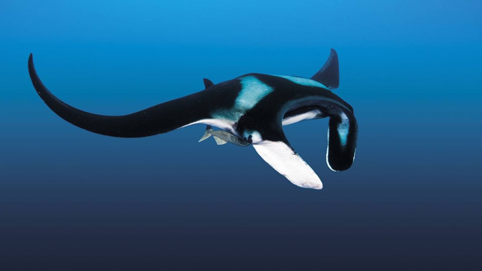 Raya Manta (Manta birostris) (1)