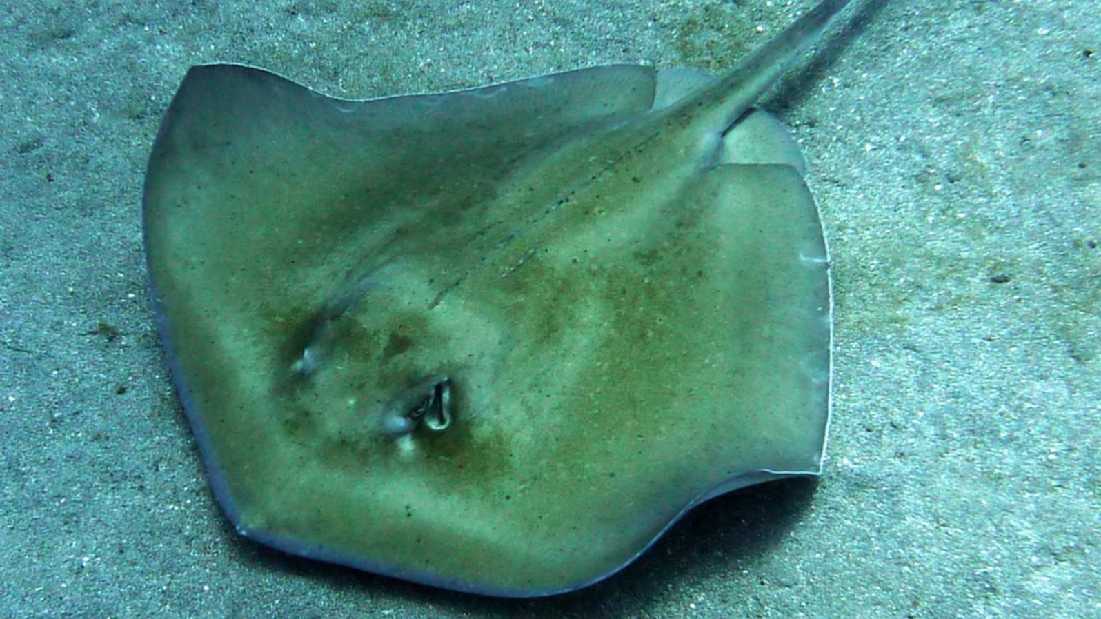 Raya de Espina (Dasyatis spp.)
