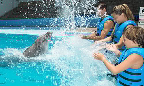 Splash swim with dolphins aquarium