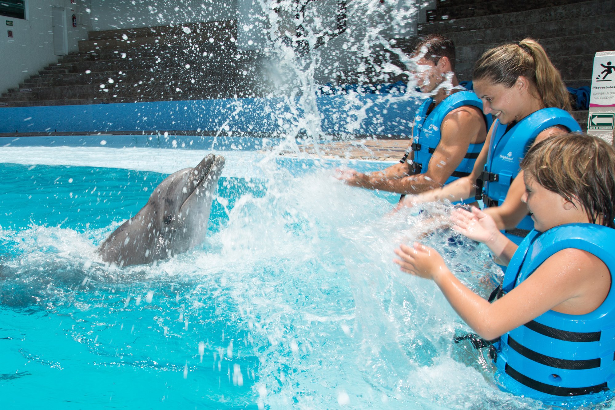Splash swim with dolphins aquarium