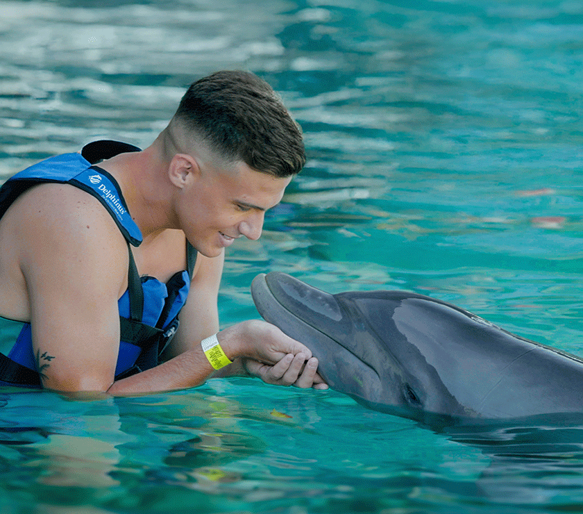 Swim with dolphins the one