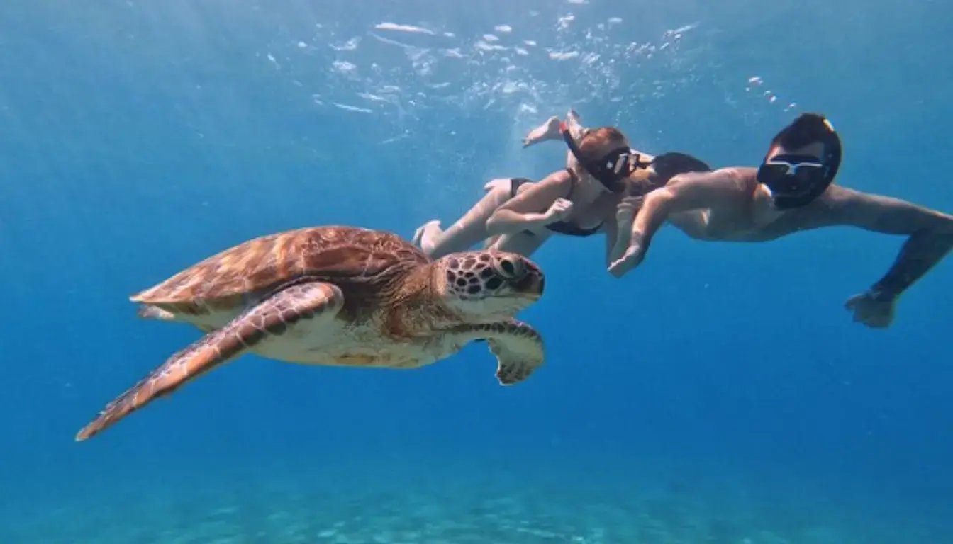 _¿Qué hacer en Playa Tortugas
