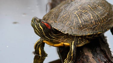 ambiente-natural-de-la-tortuga-de-orejas-rojas (1)