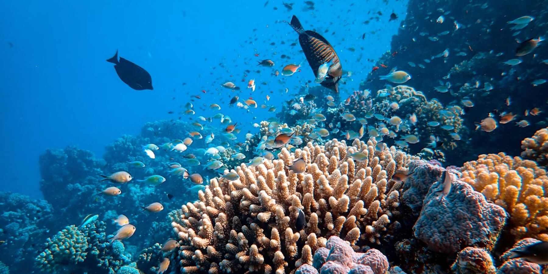 arrecife-coral-cancun-1
