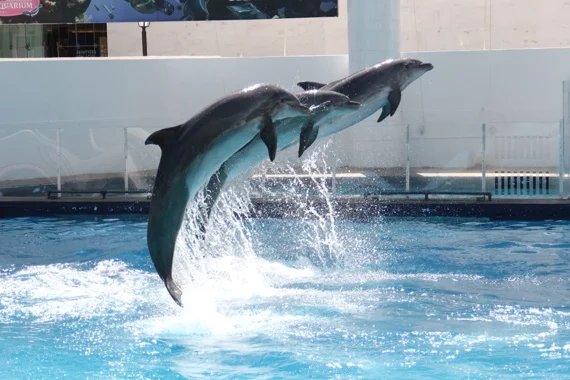 Presentacion con delfines