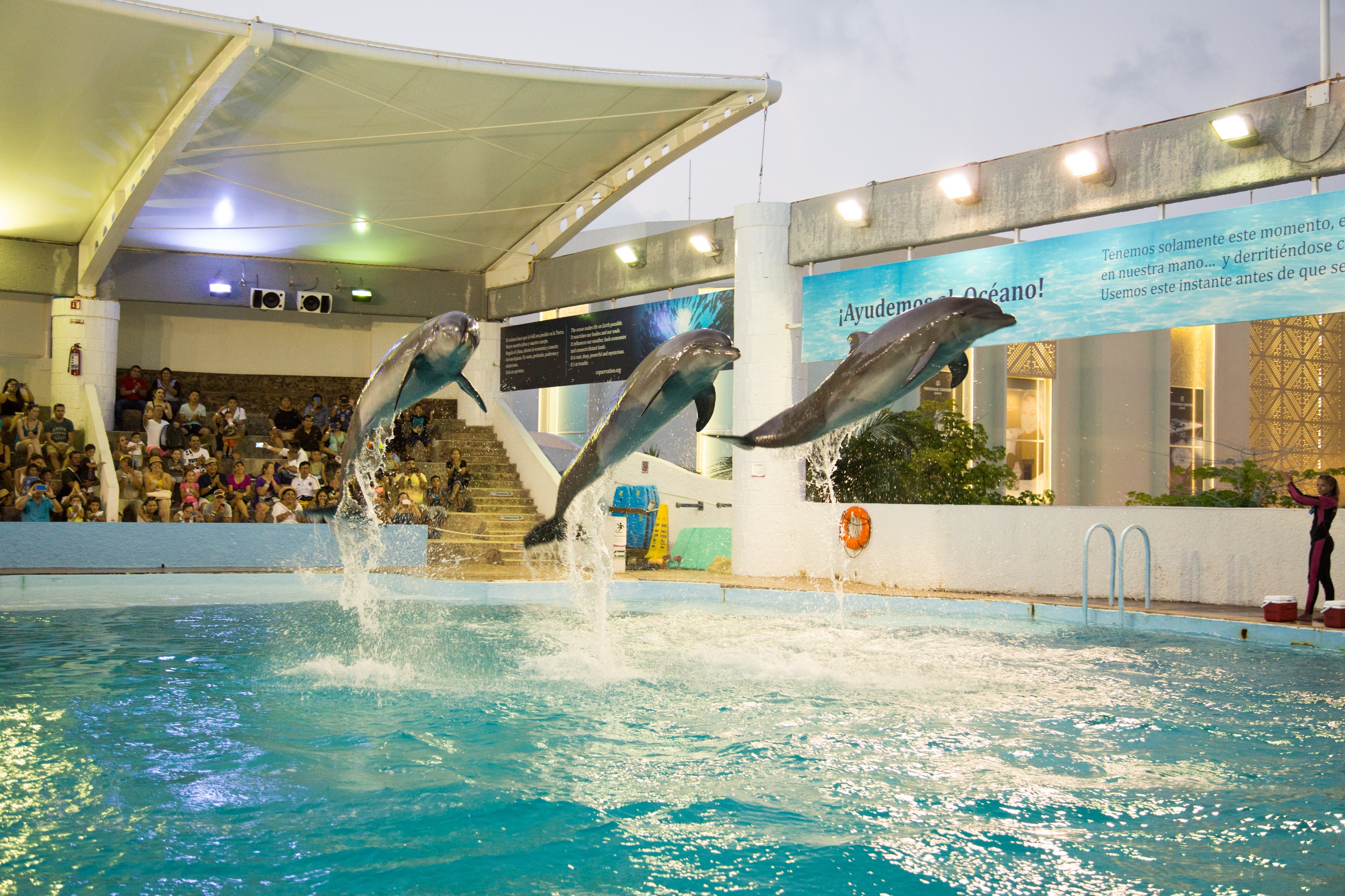 dolphin show cancun aquarium