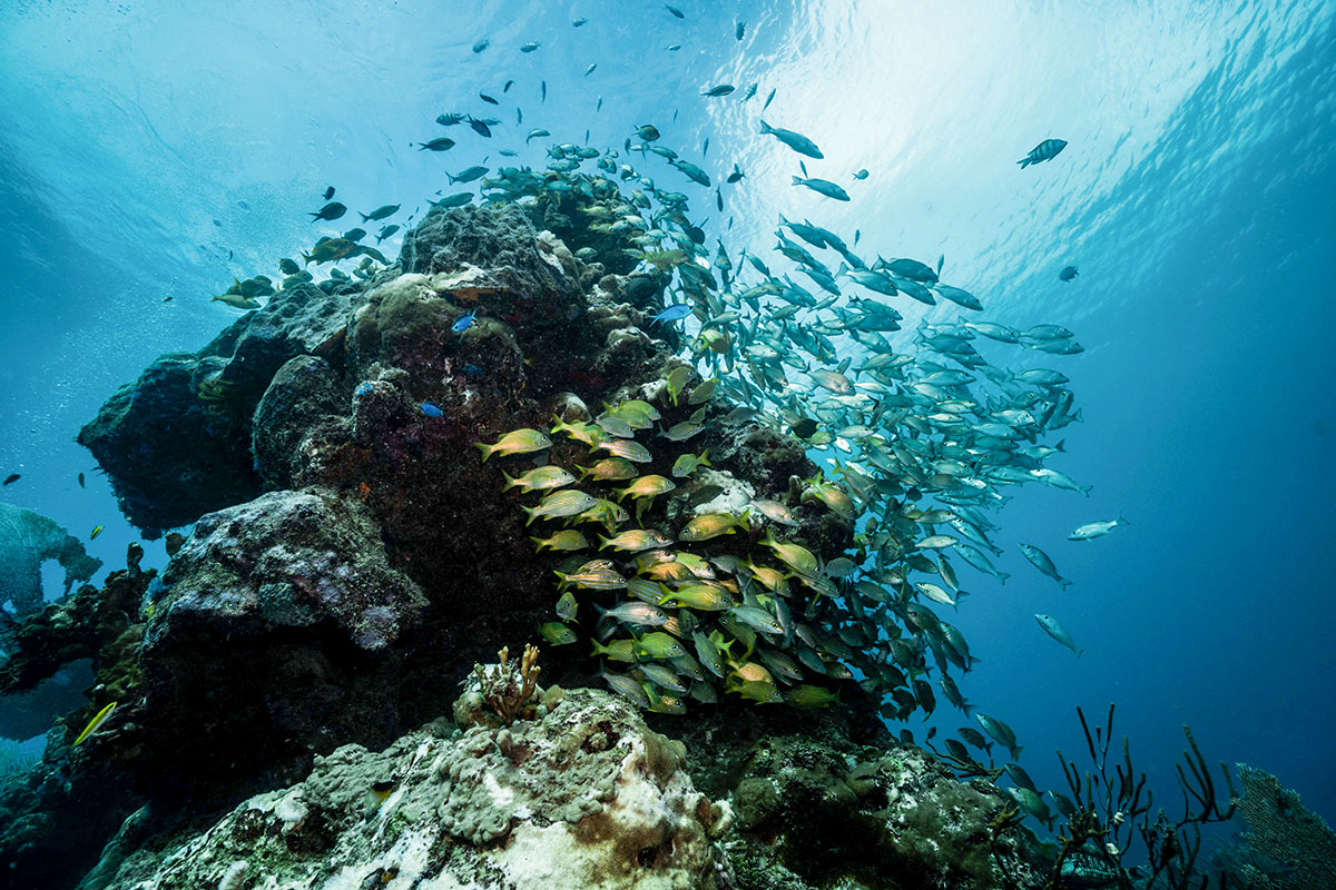 Arrecifes de Cancún: Los Ecosistemas Marinos que Debes Conocer