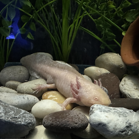 axolotl